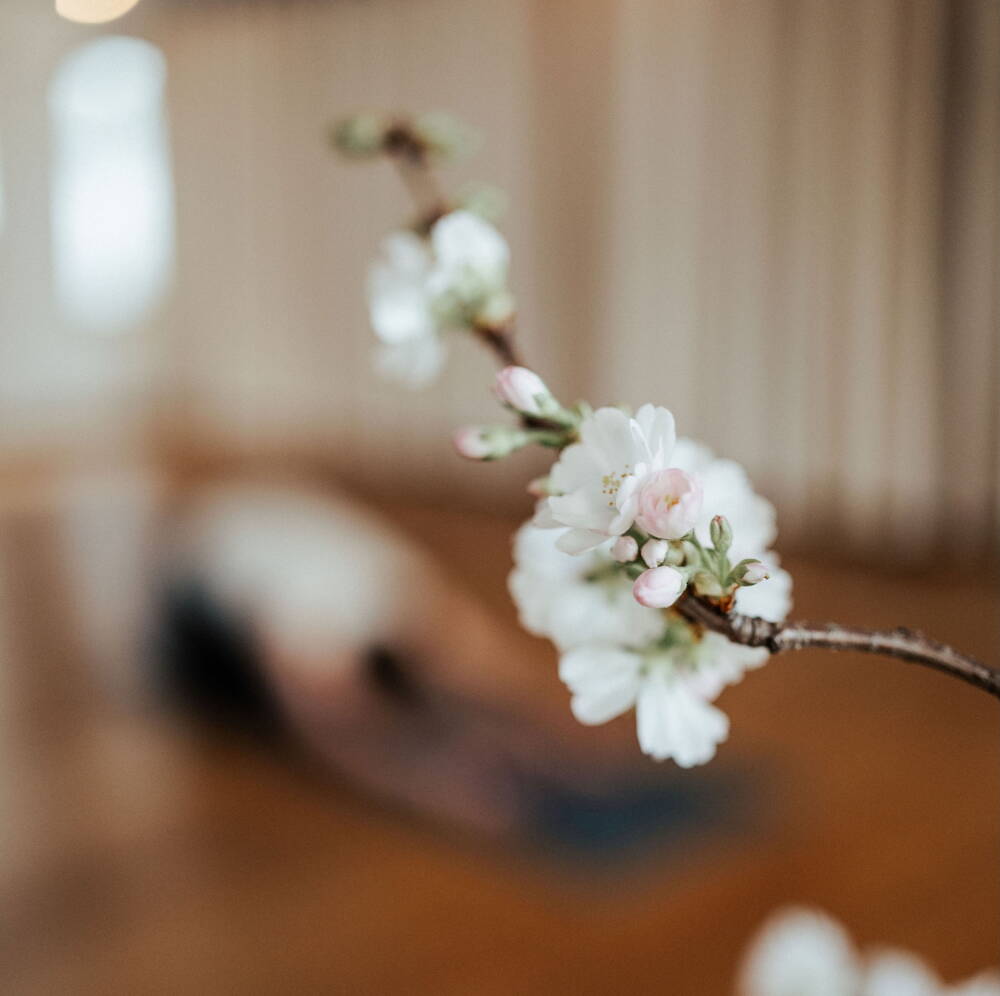 Yoga und Blume Wir sind auch über die Ostertage für euch da!Yoga Flows mit Simona, Rachel, Sabrina, Manuela & Beat