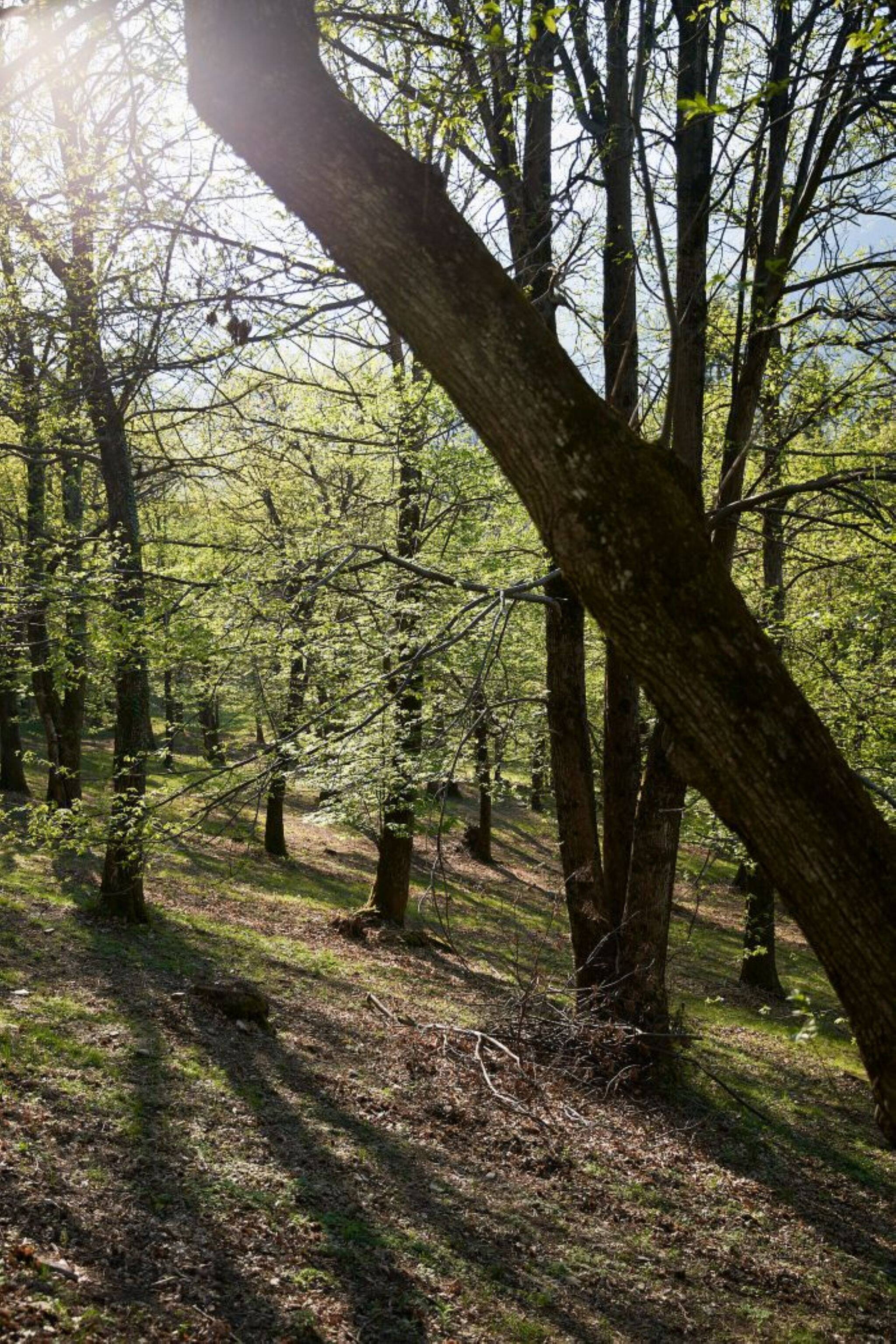 Malcantone Kastanienwald Malcantone Kastanienwald